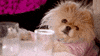 Reality TV gif. Giggy, Lisa Vanderpump's Pomeranian, is on Real Housewives of Beverly Hills. Giggy blinks at us while wearing a pink tracksuit.