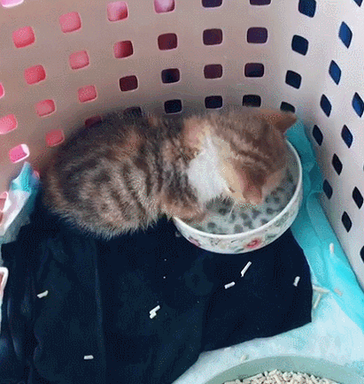 cuteanimalland giphyupload GIF
