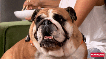 Dog Bulldog GIF by Gogglebox Australia