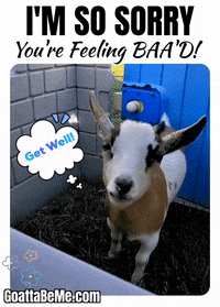 Feel Better Get Well Soon GIF by Goatta Be Me Goats! Adventures of Java, Toffee, Pumpkin and Cookie!