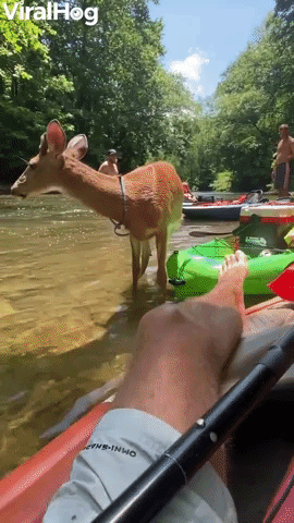Cute Deer Makes Friends with Kayaker
