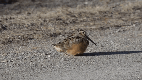 Squidmo giphyupload GIF