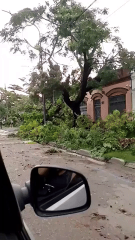 Intense Storm Downs Trees in Buenos Aires Suburb