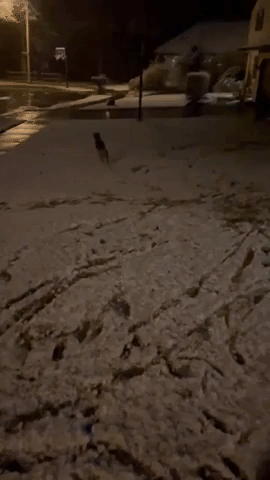 Dog Enjoys Pennsylvania Lake-Effect Snow