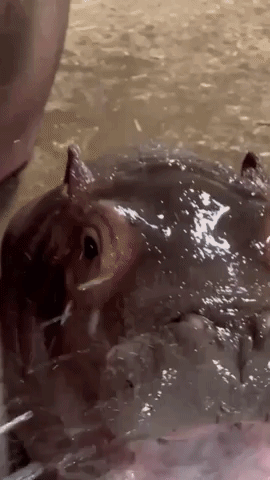 Cincinnati Zoo Posts Compilation of Adorable Baby Hippo Fritz Videos