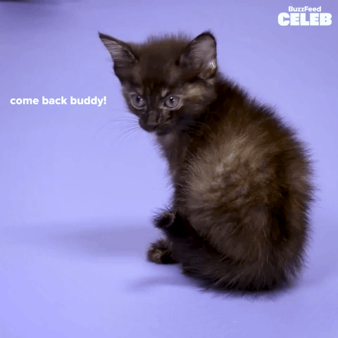 Come Back Buddy!