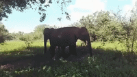 Majestic Elephants Roam Through Udawalawe National Park