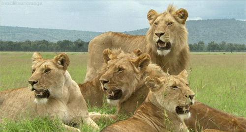 big cats lion GIF