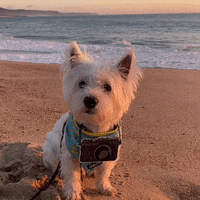 WestieVibes travel puppy cute dog dog training GIF