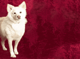 dog magic GIF by Nebraska Humane Society