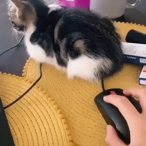 cuteanimalland giphyupload GIF