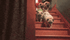 winter wonderland snow GIF by Columbia Records