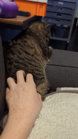 altf3  GIF