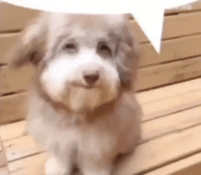 Dog Cute Shipost GIF