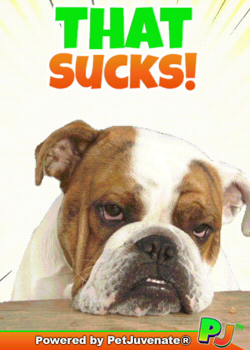 Ga Ga Lol GIF by PetJuvenate - PJ