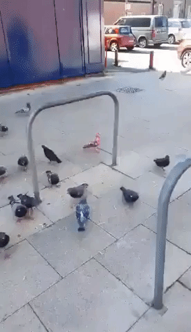 Pink Pigeon Baffles Public in North of England
