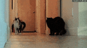 cat silly kitty GIF