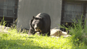 vietnam sanctuary GIF