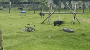 animalsasia precious animalsasia moonbear GIF