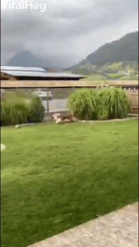 Crazy Juna Dog Gets Garden Zoomies 