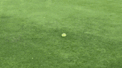 dog fail GIF by JustViral.Net