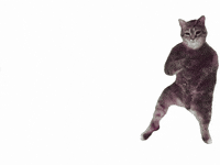 Dance Cat GIF by K-FORCE