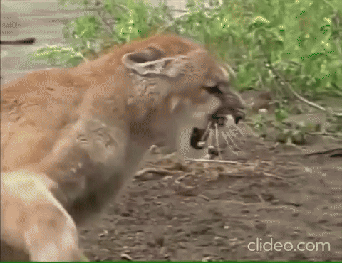 NoCapOrcaDaBest giphyupload GIF
