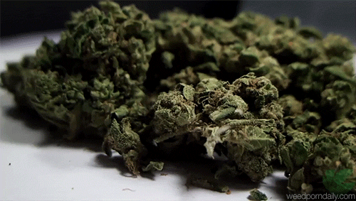 weed cannabis GIF