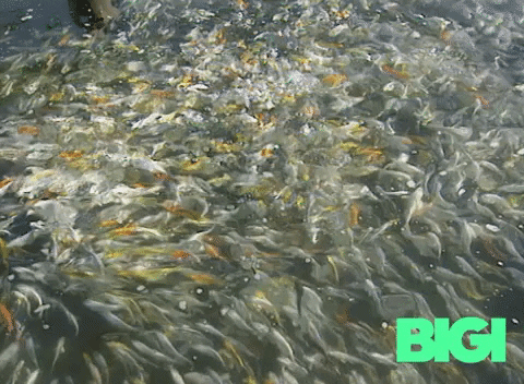Fish Carp GIF by BIGI_TV