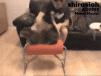 Cat Car GIF