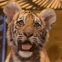 Walter Mercado Astrology GIF by NETFLIX