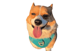 Corgi Milo GIF