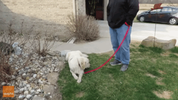 Golden Retriever Pup Just Doesn't Want to Go Home