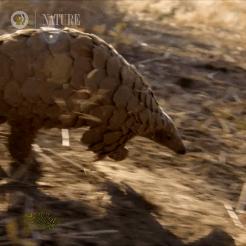 Pbs Nature Armadillo GIF by Nature on PBS
