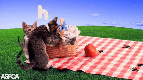 Hungry Cat GIF by ASPCA
