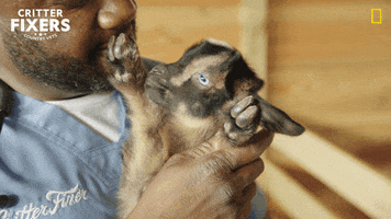 National Geographic Love GIF by Nat Geo Wild