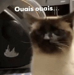 Cat Chico GIF