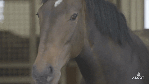 AscotRacecourse giphyupload hello baby horse GIF