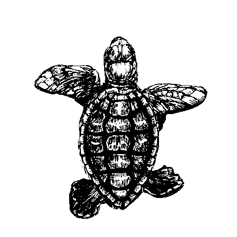 30Aturtle Sticker by BAG30A