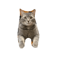 Lord Hobo The Cat Sticker by Alex Anderson