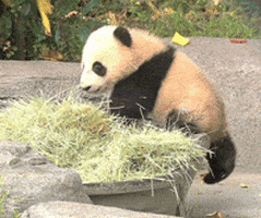 fall panda GIF