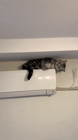 cuteanimalland giphyupload GIF