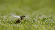 sport tennis GIF by Wimbledon