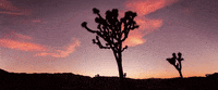 time lapse desert GIF by Pearl Lion