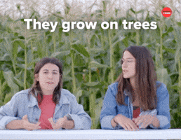 They grow on trees