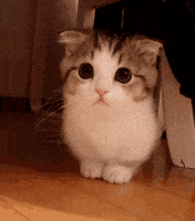 Cat GIF by Yêu Lu