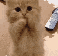 Cat GIF by Yêu Lu