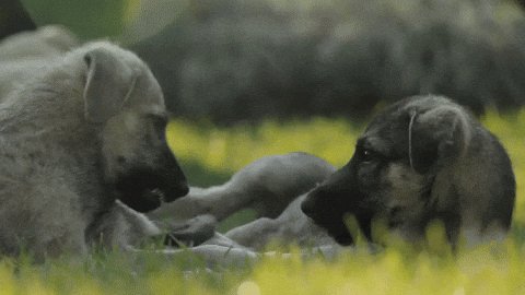 josemigueleb974abd8de3433fa0d44ad8f63e31b0 giphyupload GIF