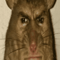 Mouse Rat GIF