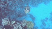 Music Video Swimming GIF by ATLAST